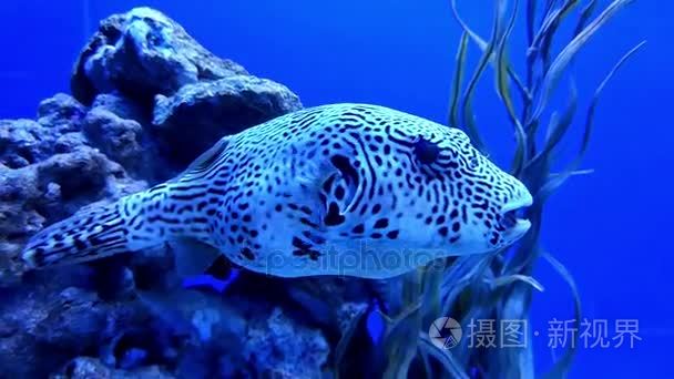 在水族馆的海底世界视频