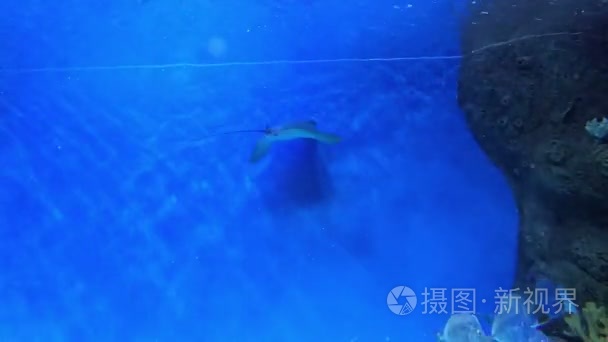 在水族馆的海底世界视频