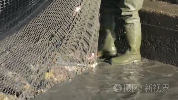 渔民捕捞鱼在网上视频