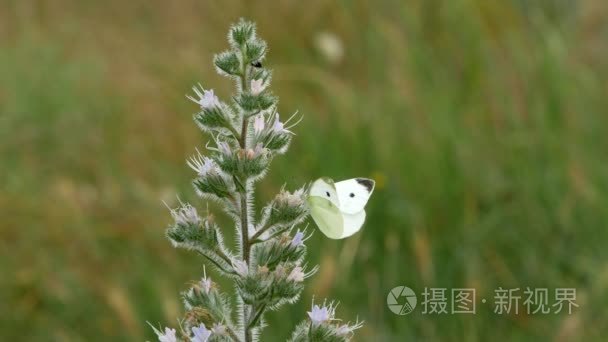 一只白蝴蝶坐在绿树丛中的花朵