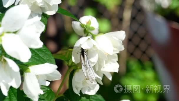 茉莉花黑脉白蝴蝶视频