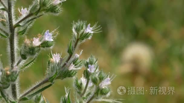 小蝴蝶飞获取花粉从花的绿树丛中字段