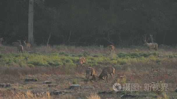 红鹿鹿季节吼叫一声吼视频