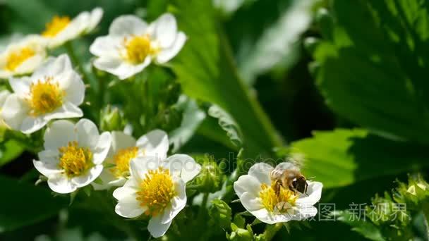 蜜蜂在草莓花视频