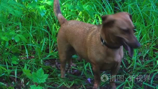 本能视频素材 本能实拍视频下载 第1页 摄图新视界视频库 本能视频素材 本能实拍视频下载 第1页 摄图新视界视频库