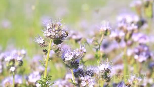 开花季节花和授粉蜜蜂视频