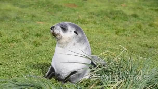 在草丛中南极软毛海豹幼崽特写视频