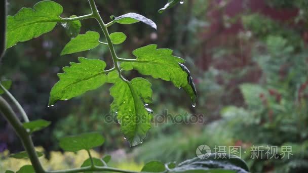 植物的叶子在雨中视频