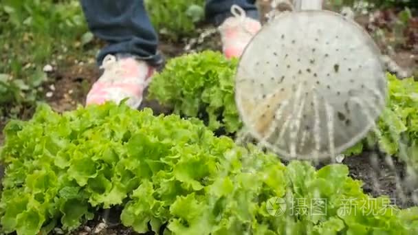 女人浇水在后院花园里的莴苣特写慢动作视频