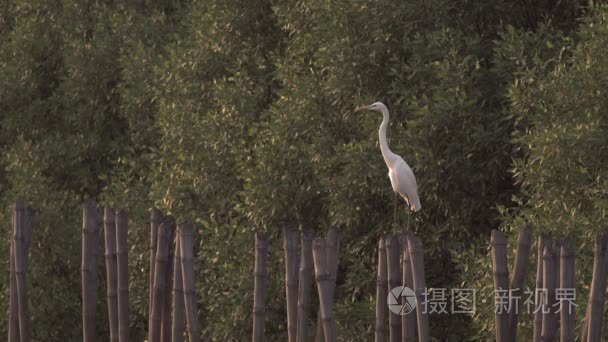 白鹭栖息在竹树桩上视频