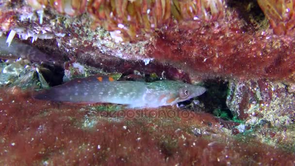 pair connemara clingfish (lepadogaster candolii).