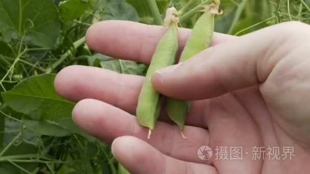 农业产业化农民检查豌豆特写视频