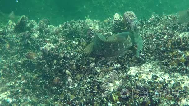 Rusty blenny (Parablennius sanguinolentus).