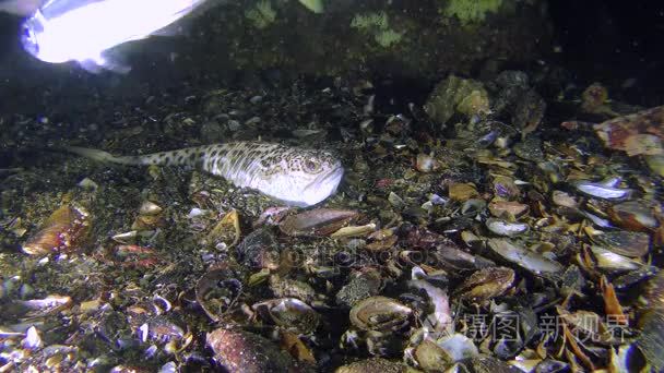 更大的鲈鱼痕迹地中海竹荚鱼视频