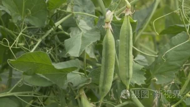 农业种植豌豆荚藤泛过渡视频