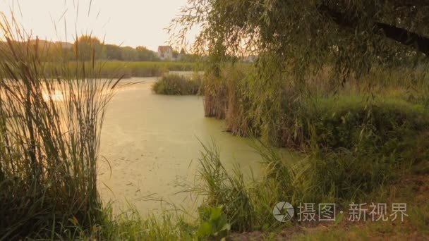 美丽的池塘里长满了芦苇。夕阳反射在水面。太平的景象