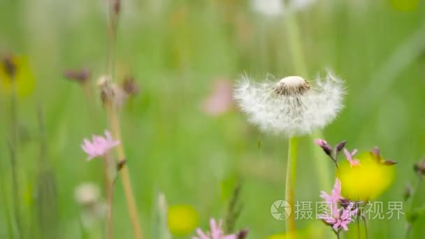 欧洲植物区系视频