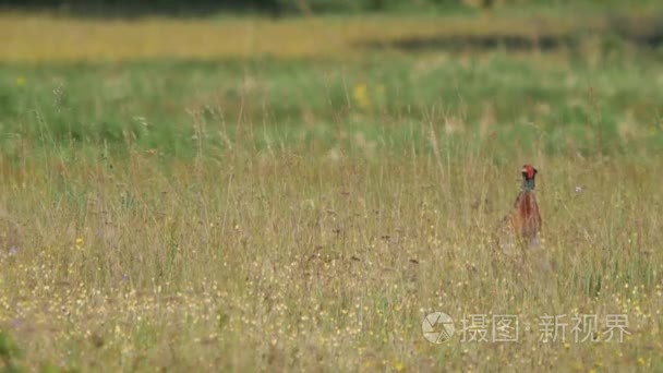 欧洲野生动物视频