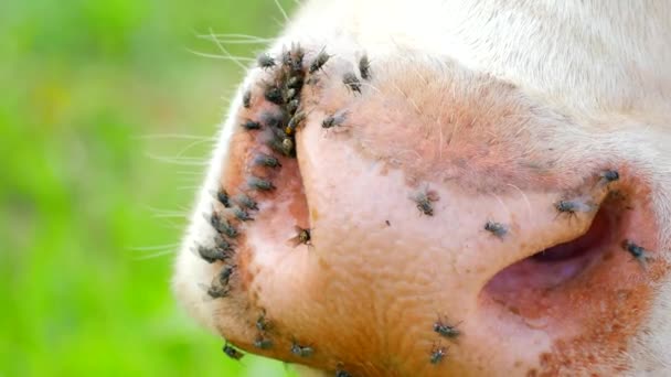 令人讨厌的苍蝇坐在或跑在牛的皮肤上.