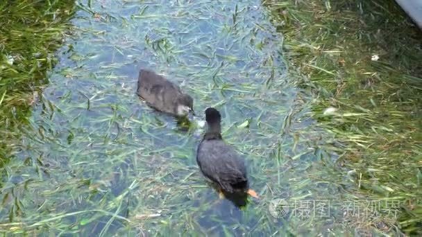 鸭用品到其小鸭湖污染食物视频