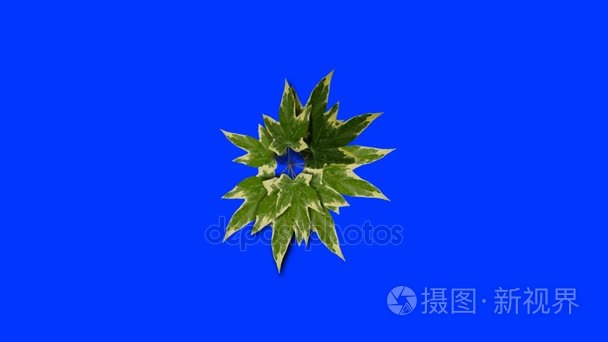 植物生长在一个蓝色屏幕背景上视频