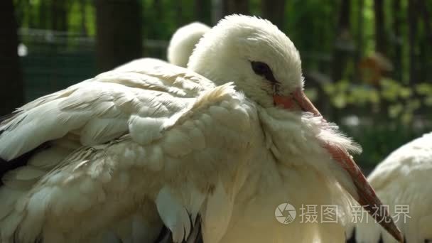 在夏天你在动物园的鸟视频