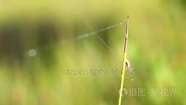 蜘蛛白色露水视频