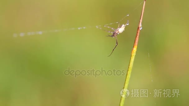 蜘蛛白色露水