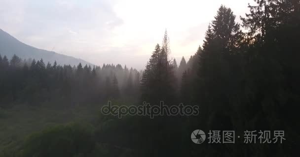 在日落时分升起雾气弥漫的森林视频