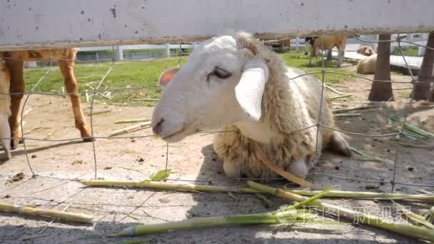 羊在吃草视频