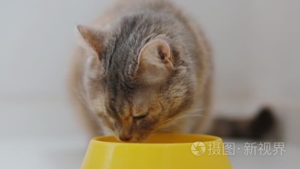 国内只灰色的猫吃的食物视频