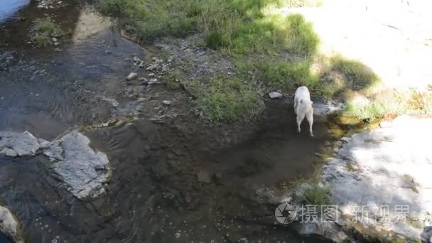 狗在山区河流捕鱼