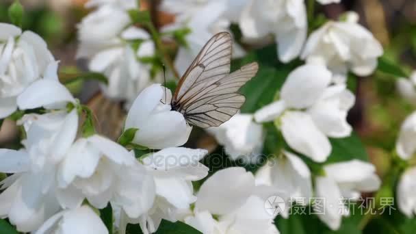 茉莉花黑脉白蝴蝶视频