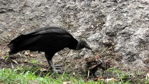 黑美洲鹫 (Neophron Percnopterus) 在地上吃小鸟