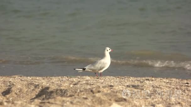 走在海岸上的海鸥