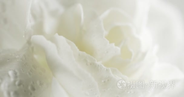 白色康乃馨花特写视频