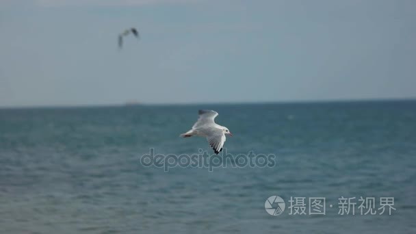 降落在海边上的鸟