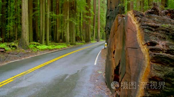 巨型红杉树树在红杉国家公园视频