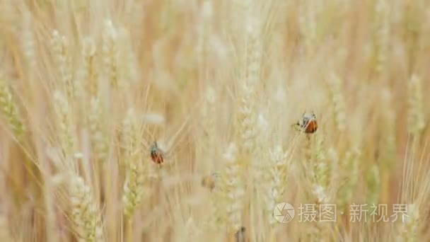 小穗的小麦面包甲虫坐视频