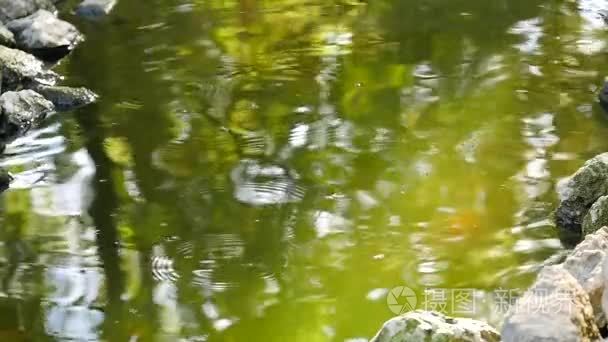 中国池塘浮鱼和石头视频