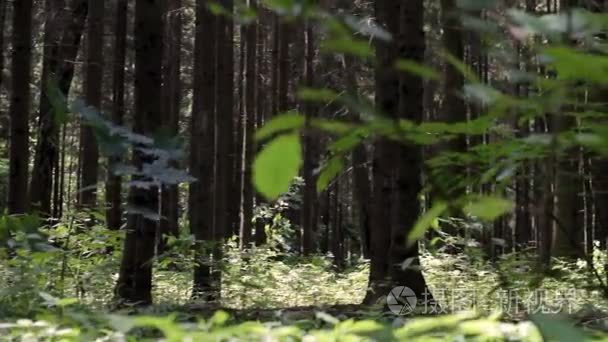 阳光明媚的日子平移拍摄的松树视频