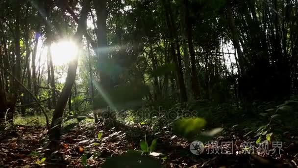 泰国游骑兵巡逻在森林里视频