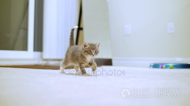 小小的可爱小猫视频