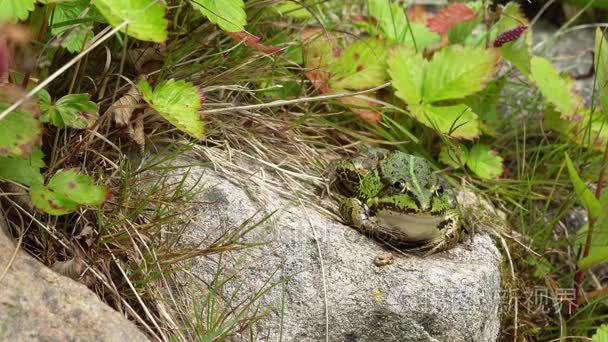 绿色的青蛙坐在一块岩石