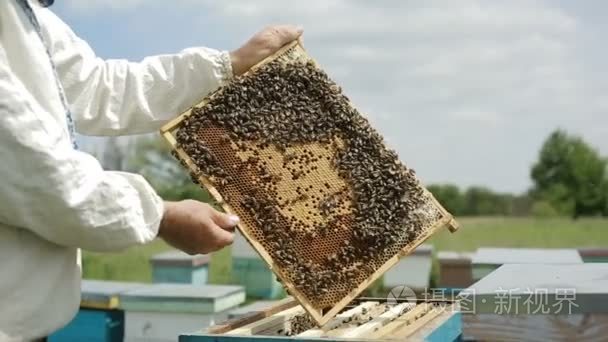 养蜂人拥有健康的蜂巢视频