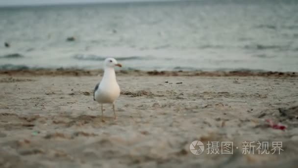 海滩上散步海鸥