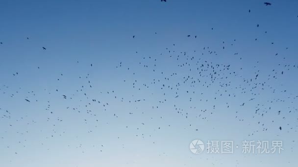 一群乌鸦鸟在蔚蓝的天空