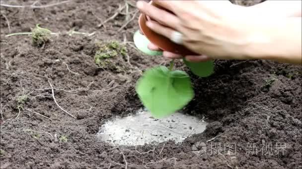 锅中倒入空地种植南瓜南瓜苗视频