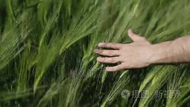 手和绿色小麦视频