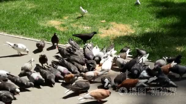 一群鸽子吃粗粮